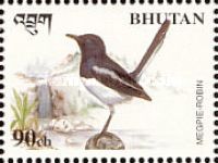 Oriental Magpie-Robin (Copsychus saularis)