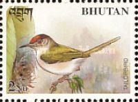 Common Tailorbird (Orthotomus sutorius)