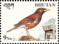 Common Myna (Acridotheres tristis)
