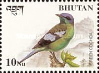 Green Cochoa (Cochoa viridis)