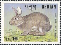 European Rabbit (Oryctolagus cuniculus domesticus)