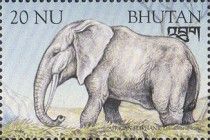 African Elephant (Loxodonta africana)