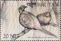 Ring-necked Pheasant (Phasianus colchicus)