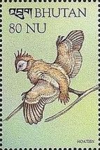 Hoatzin (Opisthocomus hoazin)