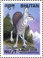 Siberian Musk Deer (Moschus moschiferus)