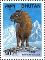 Takin (Budorcas taxicolor)