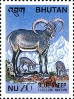 Himalayan Blue Sheep (Pseudois nayaur)