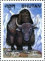 Yak (Bos mutus)