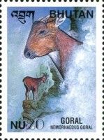 Himalayan Goral (Nemorhaedus goral)