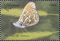Orange Tip (Anthocharis cardamines)