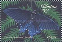 Pipevine Swallowtail (Battus philenor)