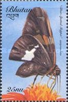 Silver-spotted Skipper (Epargyreus clarus)