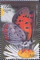 Small Copper (Lycaena phlaeas)