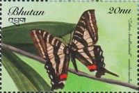 Zebra Swallowtail (Eurytides marcellus)