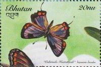 Colorado Hairstreak (Hypaurotis crysalus)