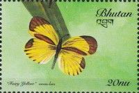 Fairy Yellow (Eurema daira)