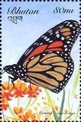 Monarch Butterfly (Danaus plexippus)