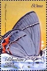 Gray Hairstreak (Strymon melinus)