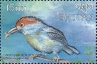 Rufous-browed Peppershrike (Cyclarhis gujanensis)