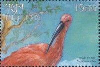 Scarlet Ibis (Eudocimus ruber)