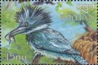 Belted Kingfisher (Megaceryle alcyon)