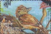 Barred Antshrike (Thamnophilus doliatus)