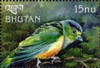 Chestnut-breasted Chlorophonia (Chlorophonia pyrrhophrys)