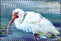 American White Ibis (Eudocimus albus)