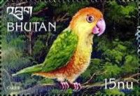 White-bellied Parrot (Pionites leucogaster)