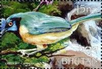 Green Jay (Cyanocorax yncas)