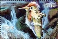 Tufted Coquette (Lophornis ornatus)