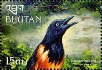 Venezuelan Troupial (Icterus icterus)