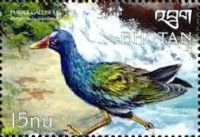 Purple Gallinule (Porphyrula martinica)