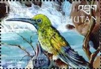 Copper-rumped Hummingbird (Amazilia tobaci)