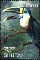 Channel-billed Toucan (Ramphastos vitellinus)