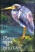 Tricolored Heron (Egretta tricolor)
