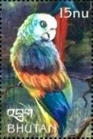 St. Vincent Parrot (Amazona guildingii)