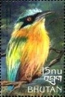 Blue-crowned Motmot (Momotus momota)