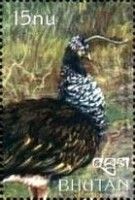 Horned Screamer (Anhima cornuta)