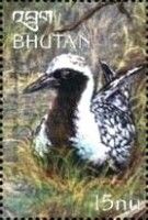 Black-bellied Plover (Pluvialis squatarola)