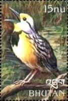 Eastern Meadowlark (Sturnella magna)