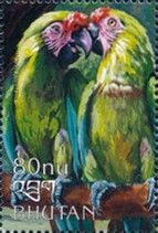 Military Macaw (Ara militaris)