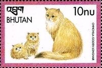 Chinchilla Golden Longhair (Felis silvestris catus)