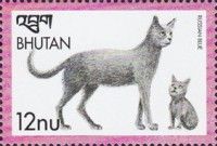 Russian Blue (Felis silvestris catus)