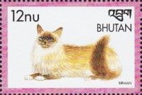 Burmese (Felis silvestris catus)