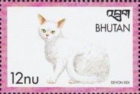 Devon Rex (Felis silvestris catus)