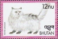 Pewter Longhair (Felis silvestris catus)