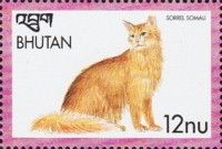 Sorrel Somali (Felis silvestris catus)