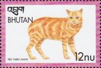 Red Tabby Manx (Felis silvestris catus)
