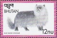 Blue Smoke Longhair (Felis silvestris catus)